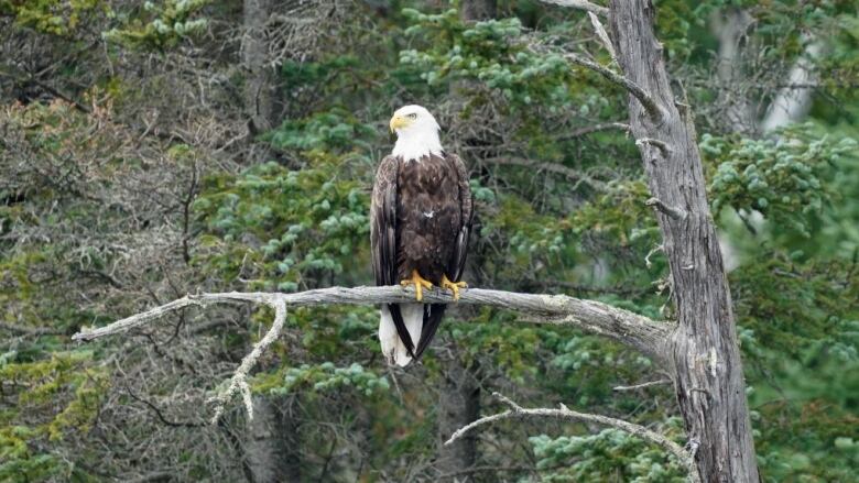 A bald eagle on a tree branch in an evergreen forest.