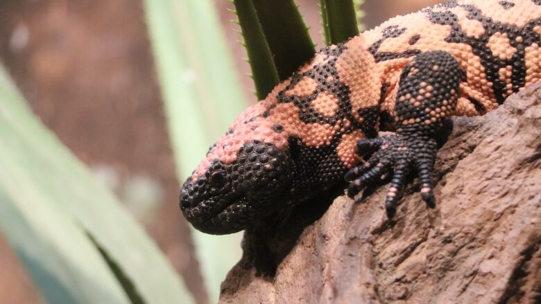 Lizard with pebbled skin, colored black and light beige, sitting on top of a stone. 