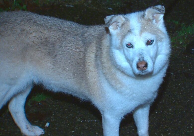 A brown husky dog looks dissatisfied at the camera.