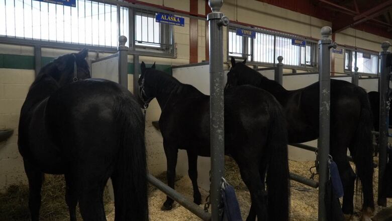 Three black horses are seen from behind in their stalls.