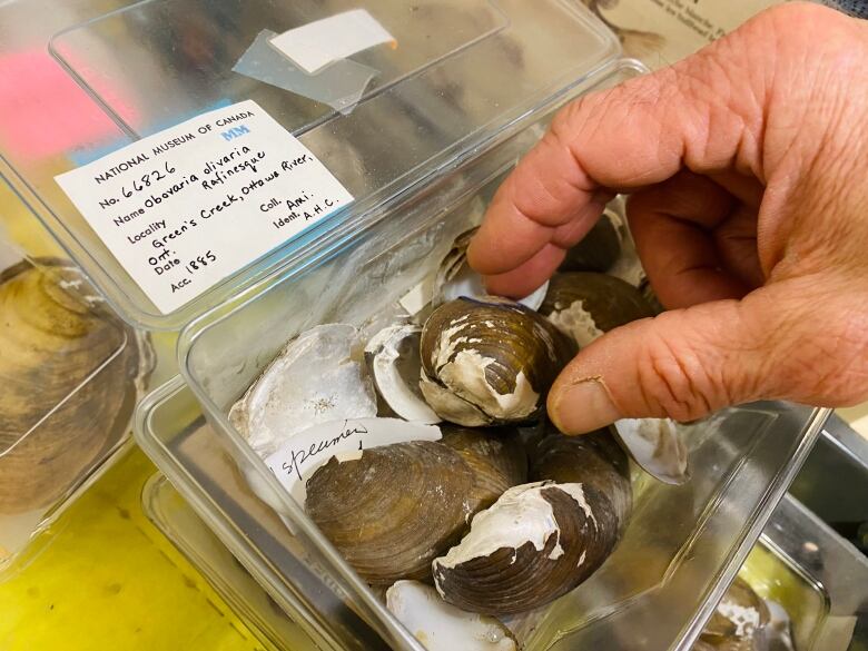 Mussel shells in a museum's collection.