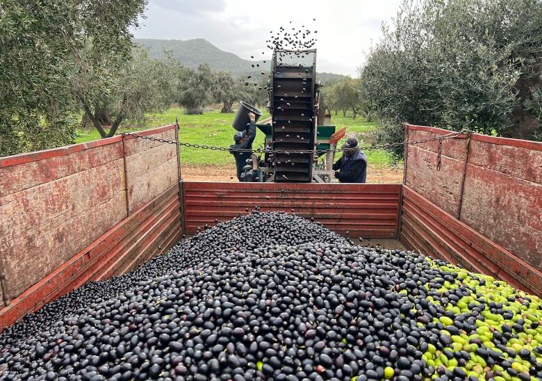 Olives being loaded onto a truck.