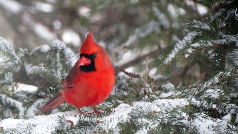 A Cardinal standing in the snow. 