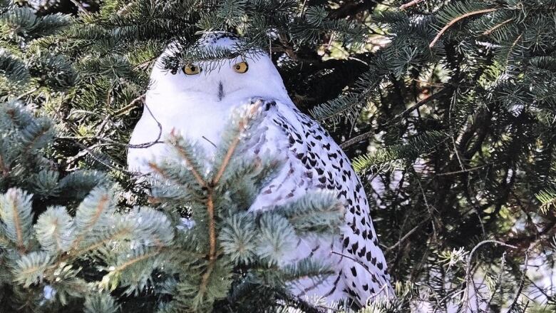 A white owl with brown spots sits in a green evergreen tree.