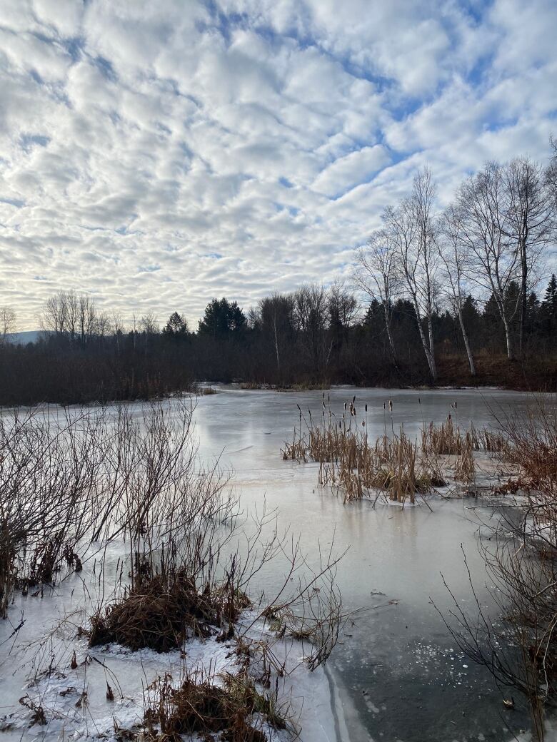 A small pond cropped by evergreen trees and snow sits beneath a cloudy sky.