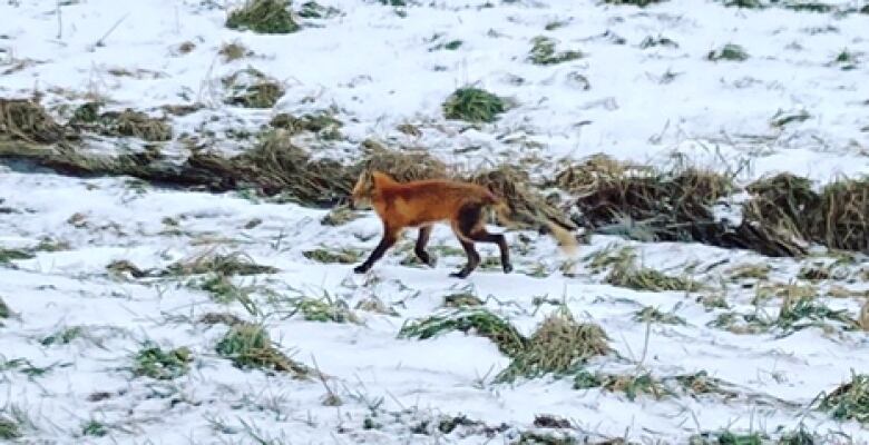 A fox trots over snow-laden ground next to a creek.