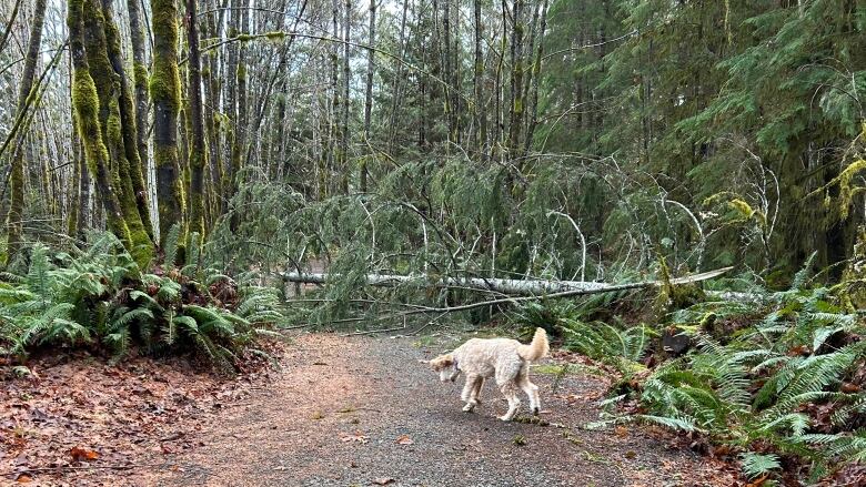 A dog runs toward a fallen tree in a forested area.