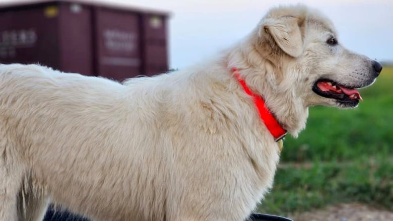 An all-white sheepdog looks out on a rural property.