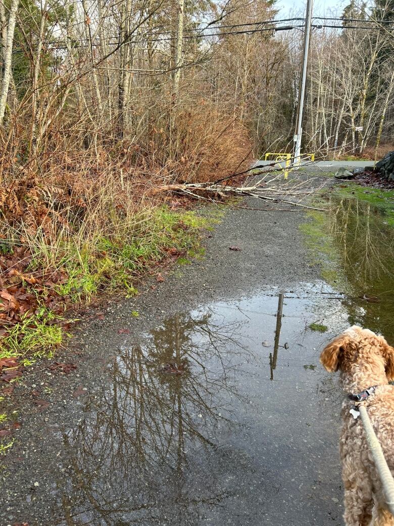 A small dog stares at a large puddle and a small upturned tree on a forest path.