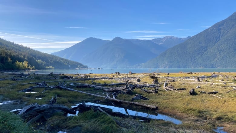 Dead trees line the ground with a lake and mountains in the background. 