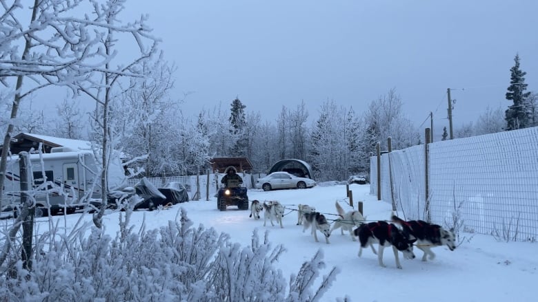 8 dogs towing a quad through frozen trees. 