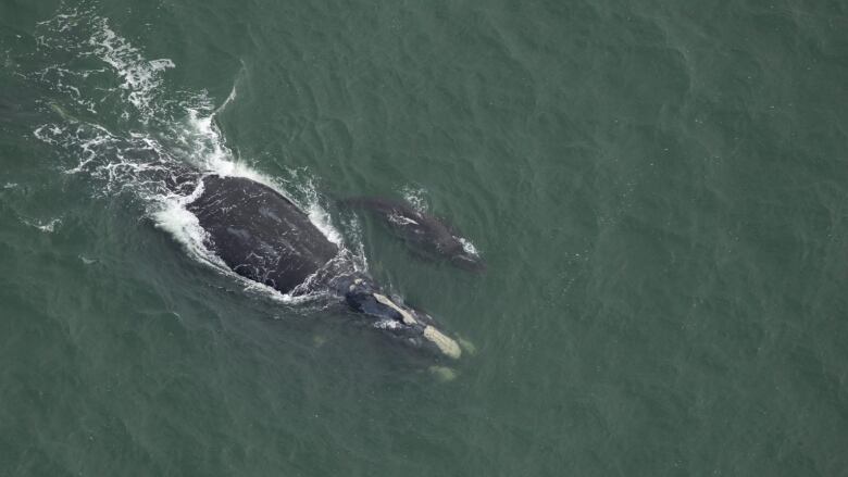 Aerial photo of a large black and white whale swimming alongside a very small black and white whale.