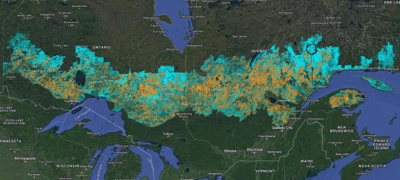 A map showing the amount of clearcutting in Ontario and Quebec.