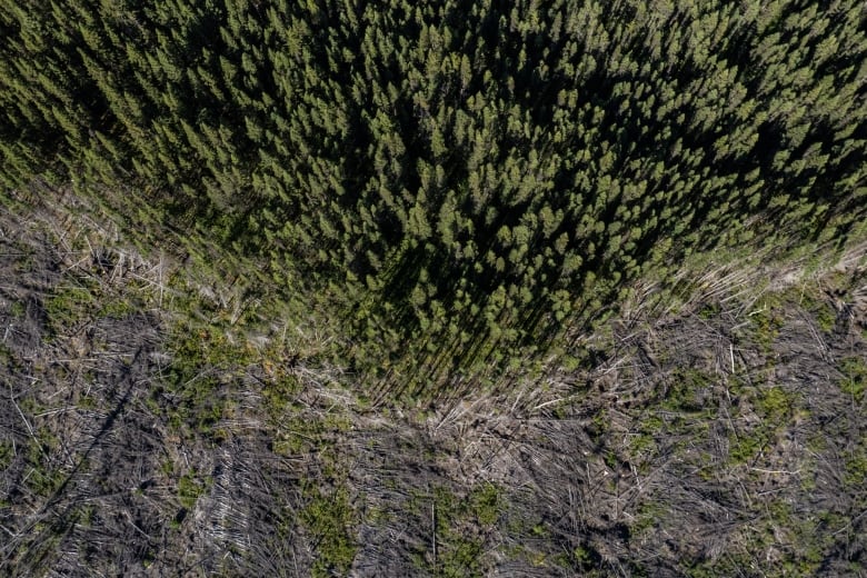 An aerial image shows a forested area and a sharply delineated deforested area. 