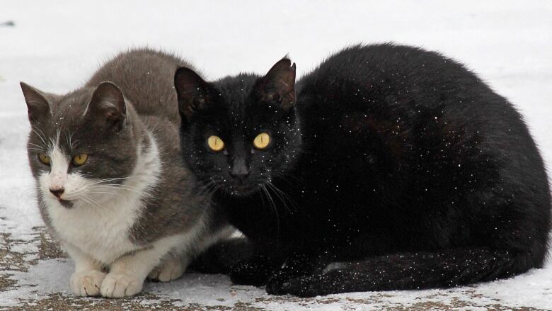 Two cats huddle on snowy ground.