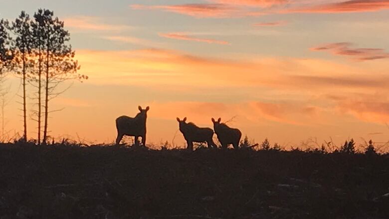 Three cows stand on a hill, silhouetted against an orange sunset.