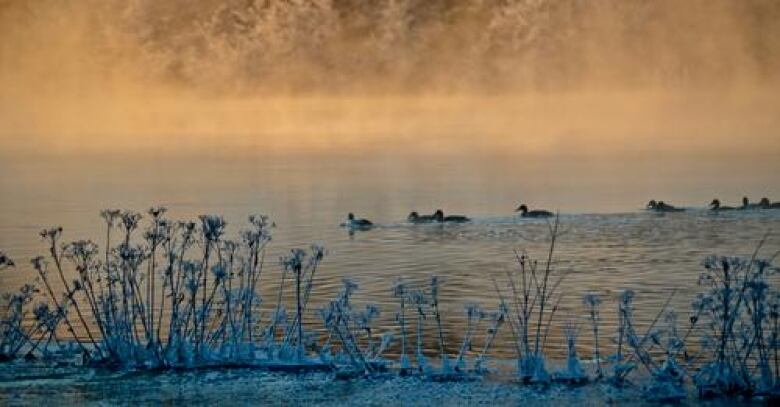 A line of ducks swim through a river, frosted-over weeds on a snowy riverbank. 