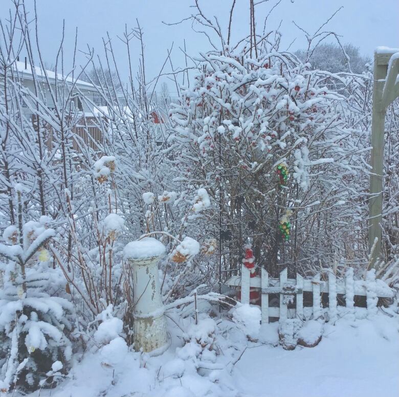 A snow-laden backyard with a snow-covered tree.