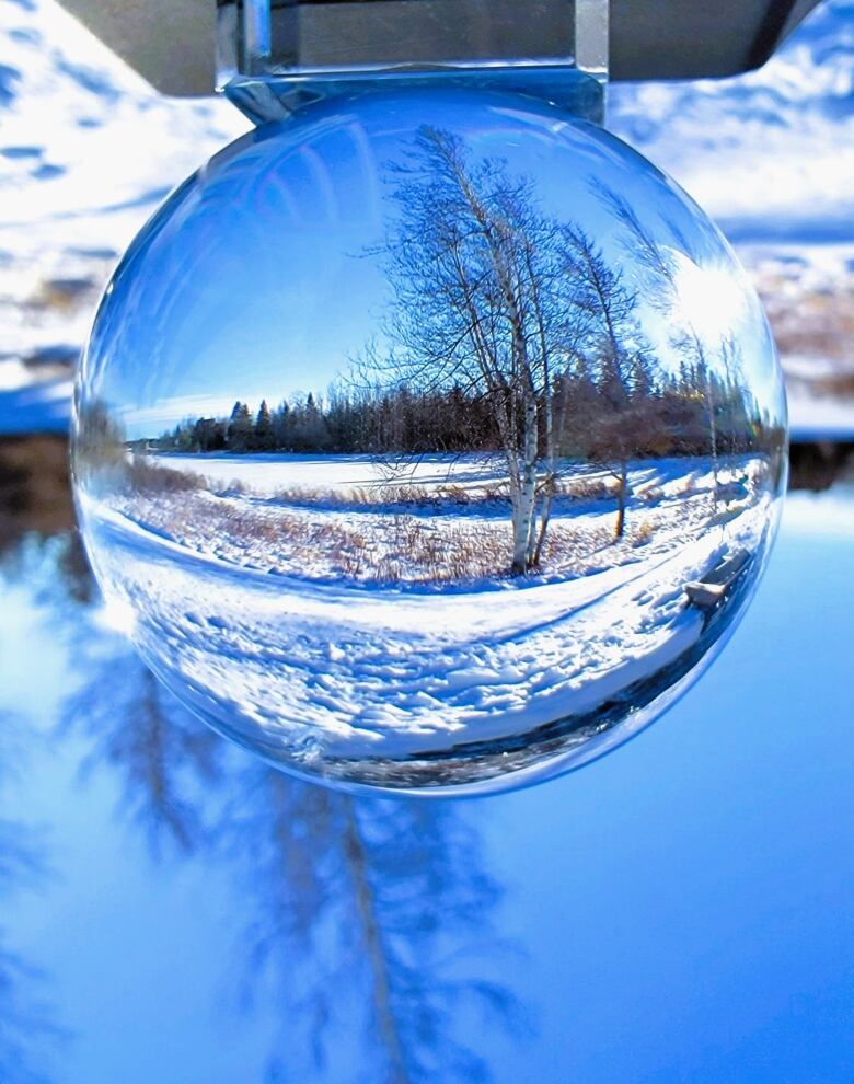 A glass ball shows a snowy field and bare, white birch tree.