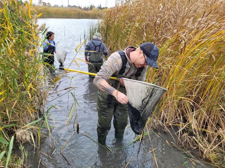 Three people with nets wade in a pond.