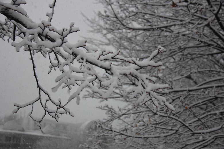 A tree branch covered in snow.