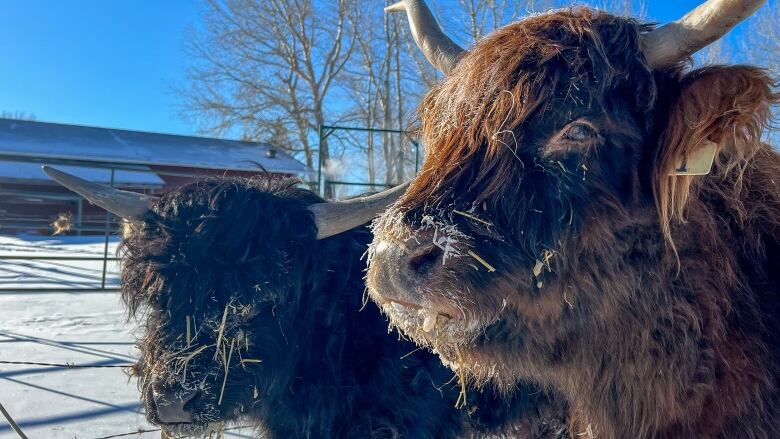 Two long-haired Highland cattle stand in the sun with hay on their faces.