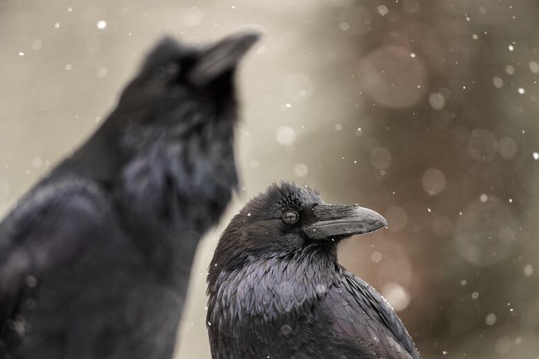 Two crows in the snow