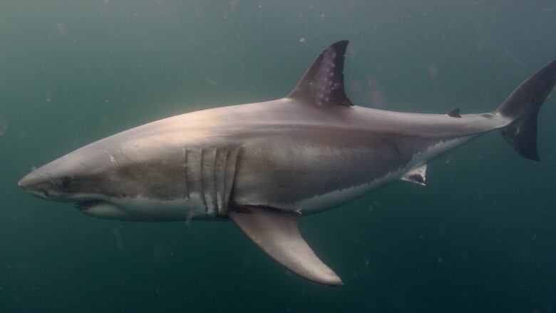 The entire body of a large great white shark fills the frame as it swims past camera. 