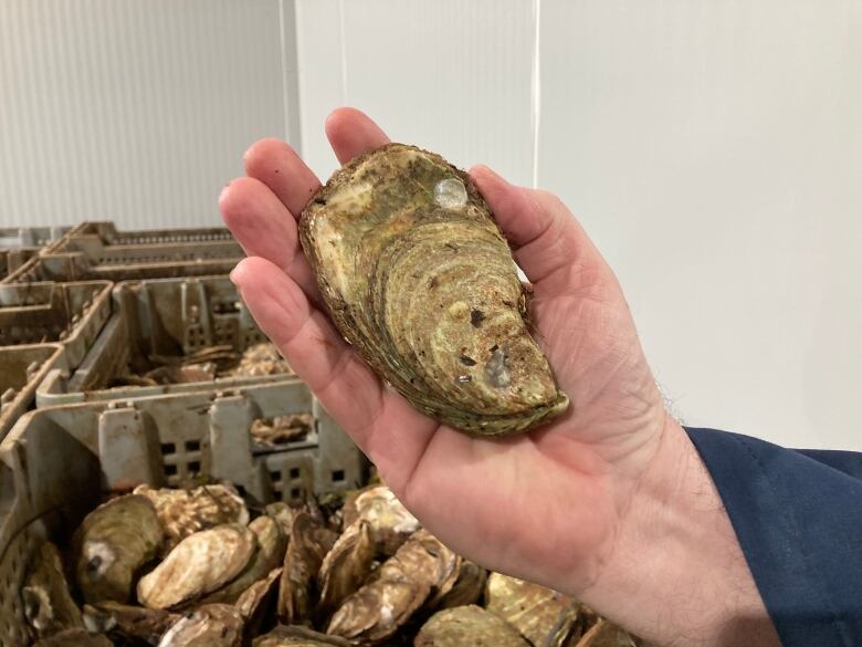 A hand holds up a large oyster. The oyster is different shades of brown. Crates of oysters are in the background. 