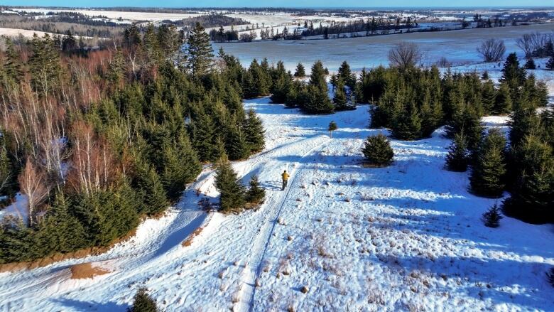 A view of the trails from the drone 