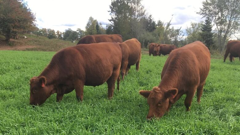 cattle eat grass in a green pasture 