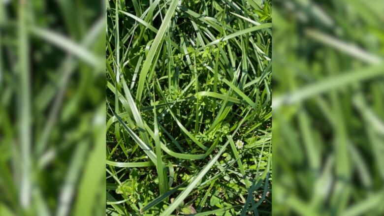 a mix of grass an legumes 