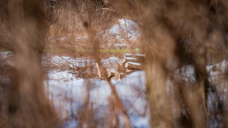 Artistic shot of a wintery field with grasses in foreground, downed trees in background.