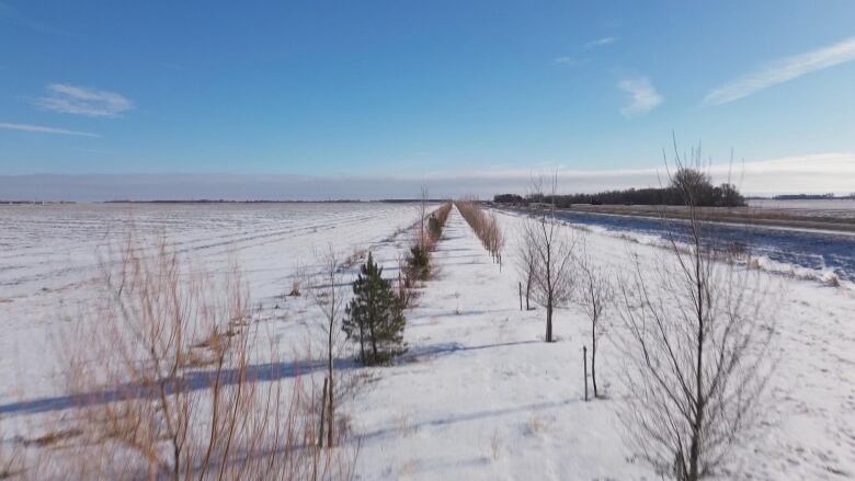 A row of trees next to a 4-lane highway.