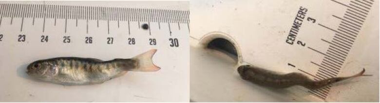 A small, young fish with a deformed tail is seen beside a measuring tape.