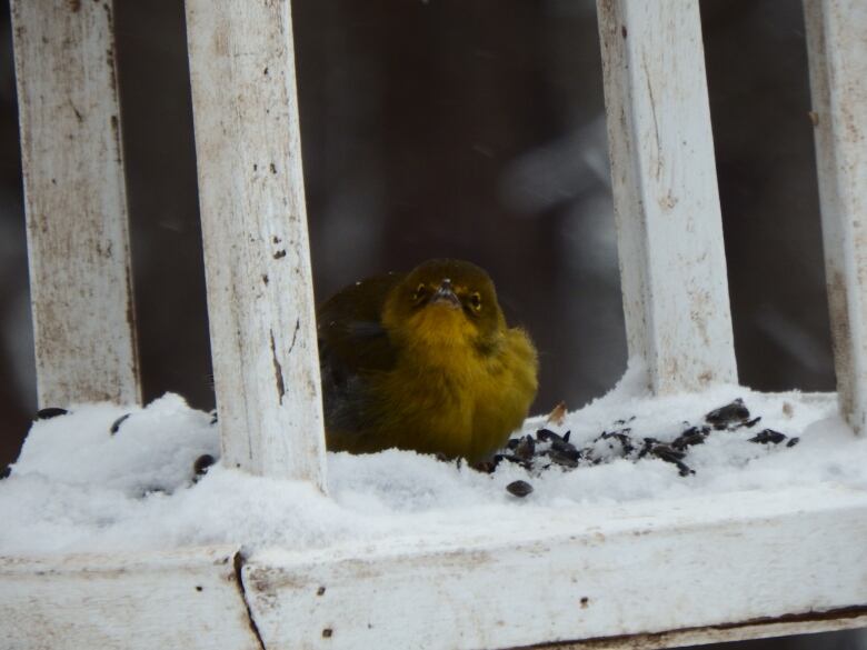 A yellow and brown bird sits outside in the snow.