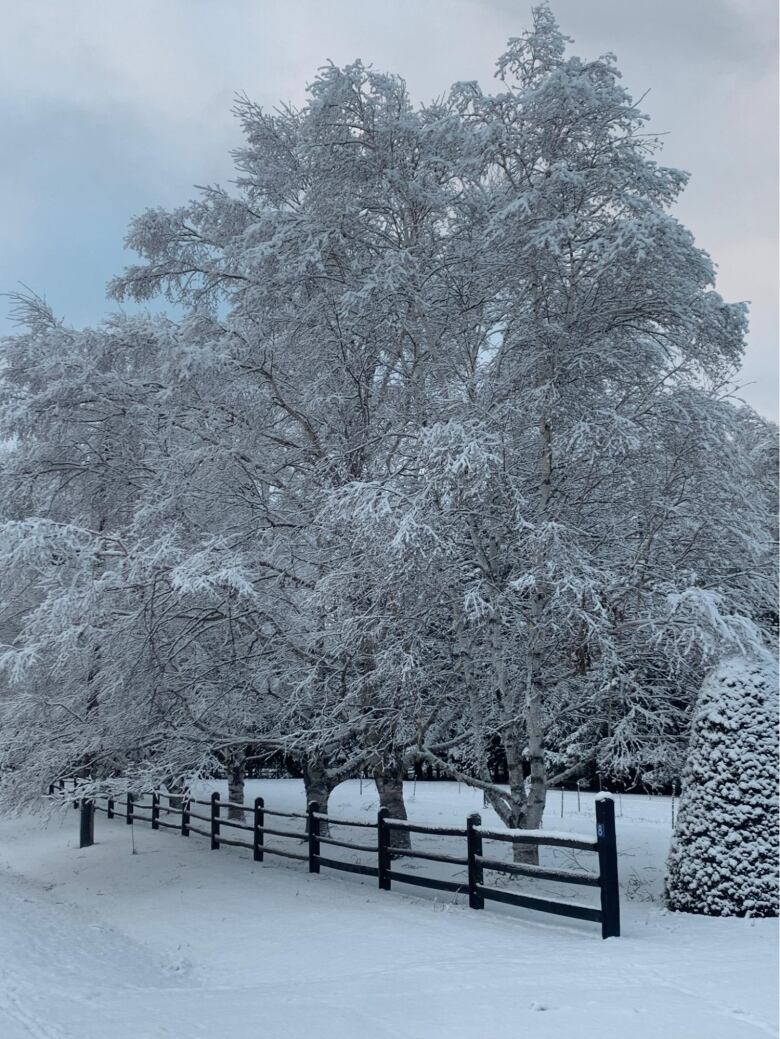 A line of trees with snow-laden branches stand along a black fence.