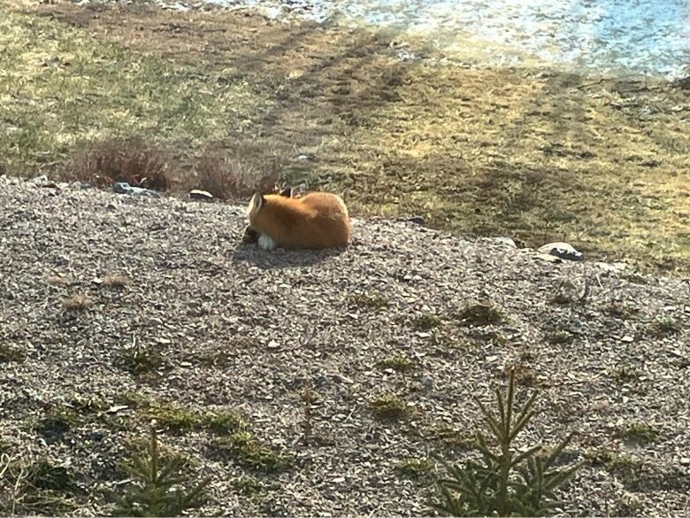 A little fox curls up for a nap on a sunny patch of grass.