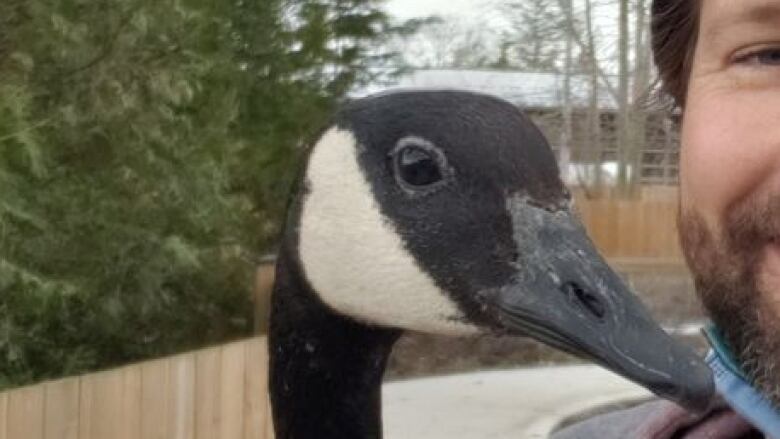 Karl the Canada goose is shown being held by Jack Miner bird sanctuary employee Matt Olewski.