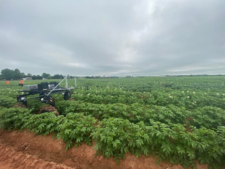 A four-wheeled robotic rover is seen in a potato field.