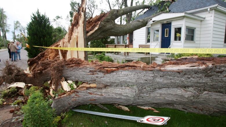 A large cracked tree in front of a house.