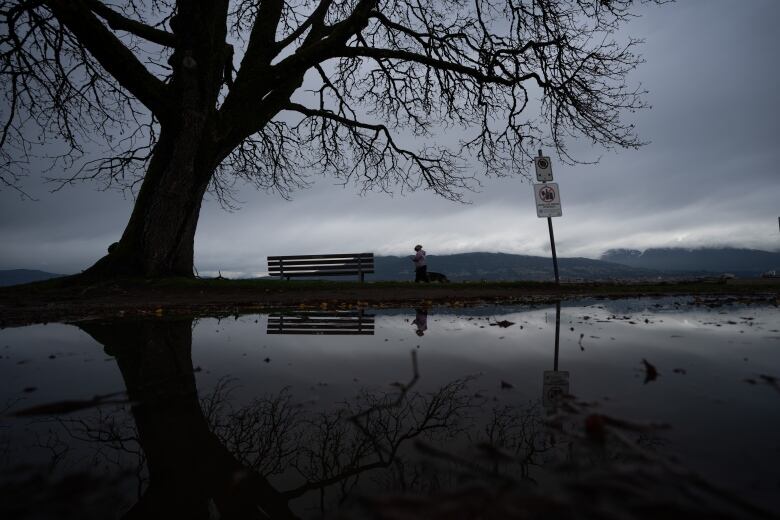 A woman walks her dog past a giant puddle next to a tree amid heavy rain.