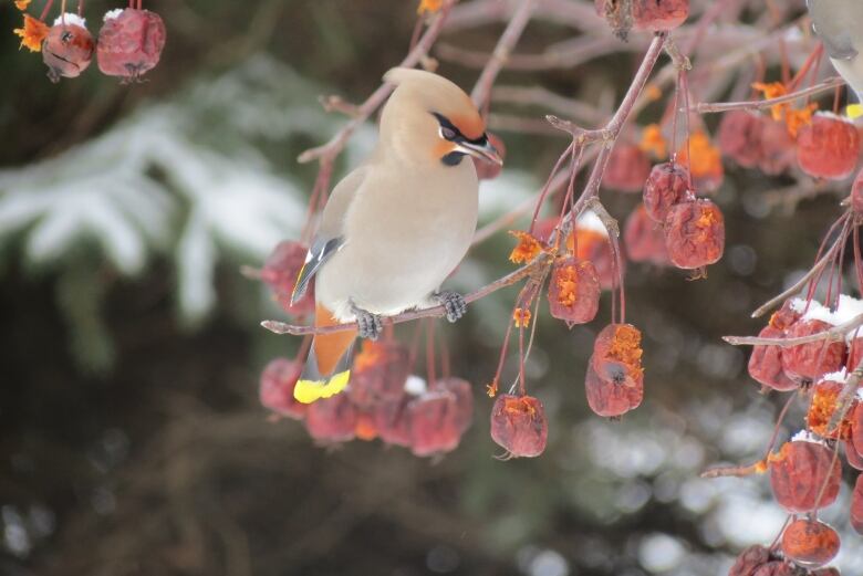 A cream-coloured bird with orange and black colouring around its beak perches on the branch of a tree. Red, shriveled-up apples droop from the branches.