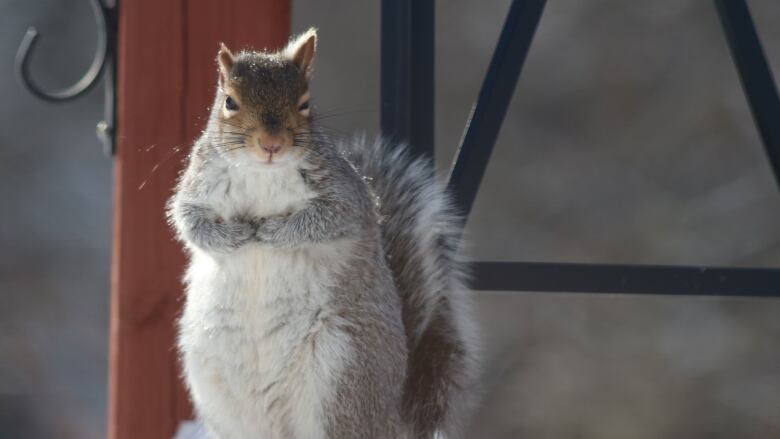 A fluffy grey squirrel stands up on a snowy ledge.