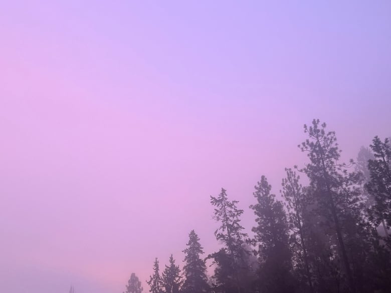 Pink fog over a treeline.