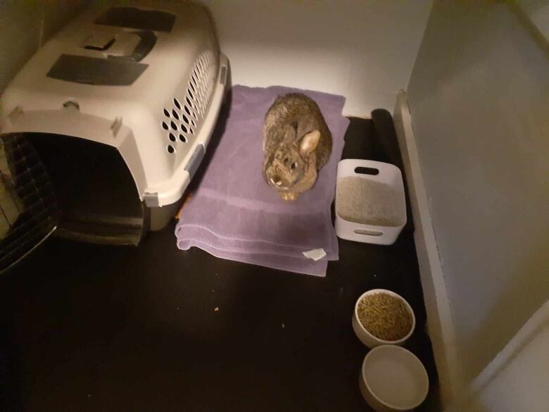 A bunny in a small, dark space next to food bowls and a carrier.