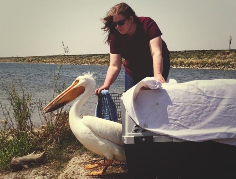 Melanie Whalen is director of animal care and wildlife services at Calgary Wildlife and co-founder of the Calgary Urban Species Response Team, a group that rescues and tracks birds that accidentally strike one of the many soaring office towers in the downtown core.