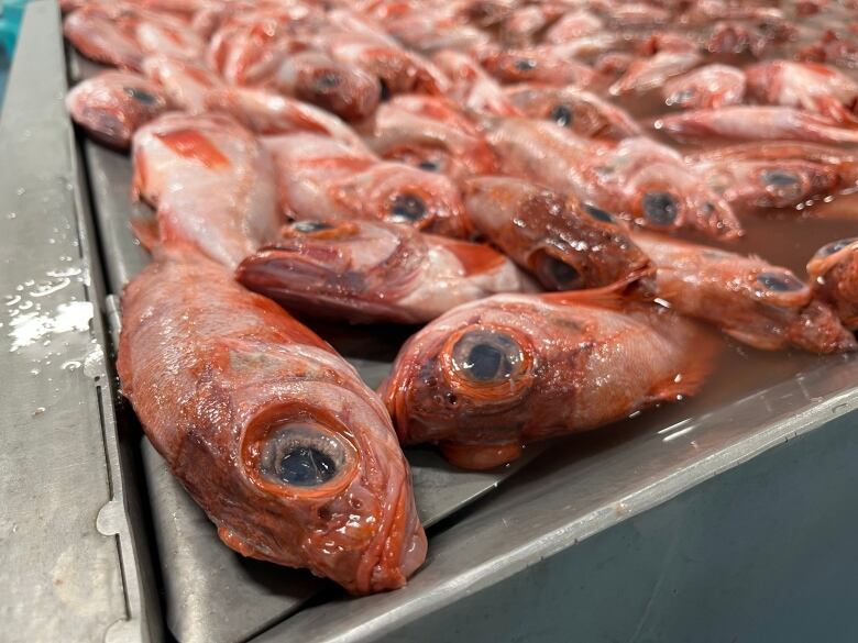 Many dead redfish are seen on a metal tray.