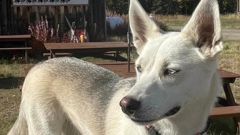 A white husky-type dog stands on a wooden table outdoors. 