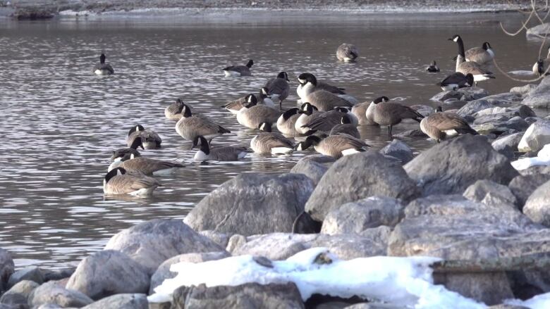 A group of geese on a rocky shore with snow on the ground.